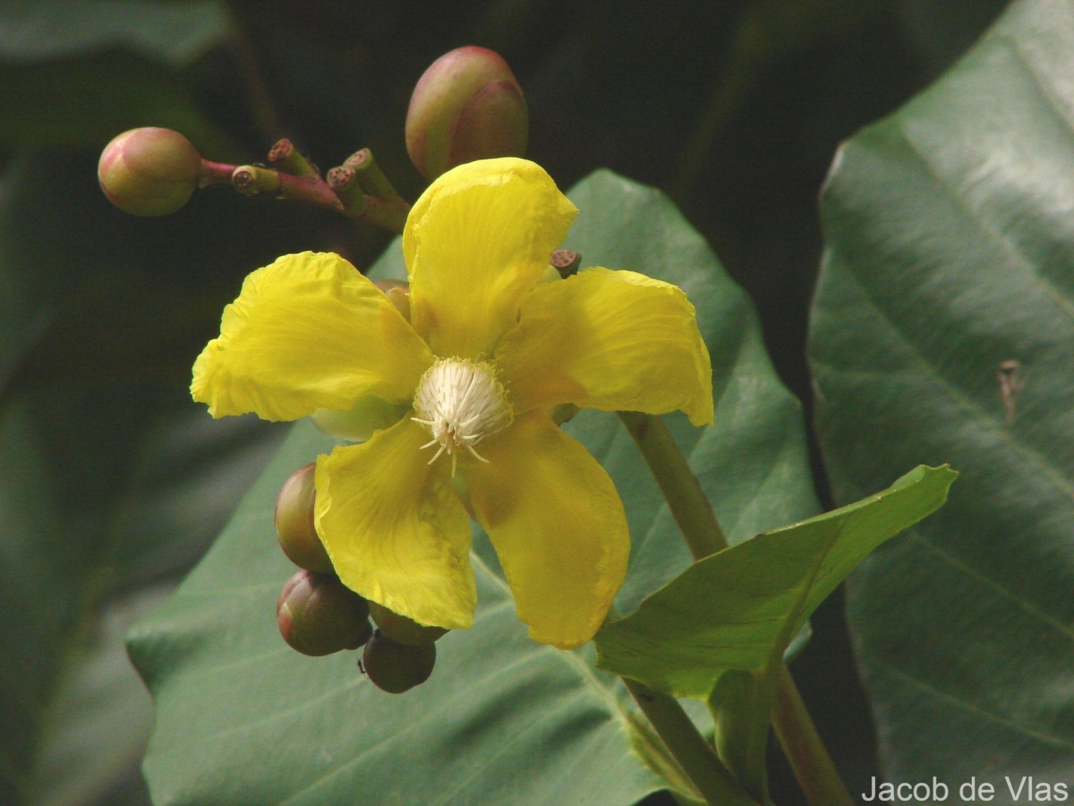 Dillenia suffruticosa (Griff.) Martelli